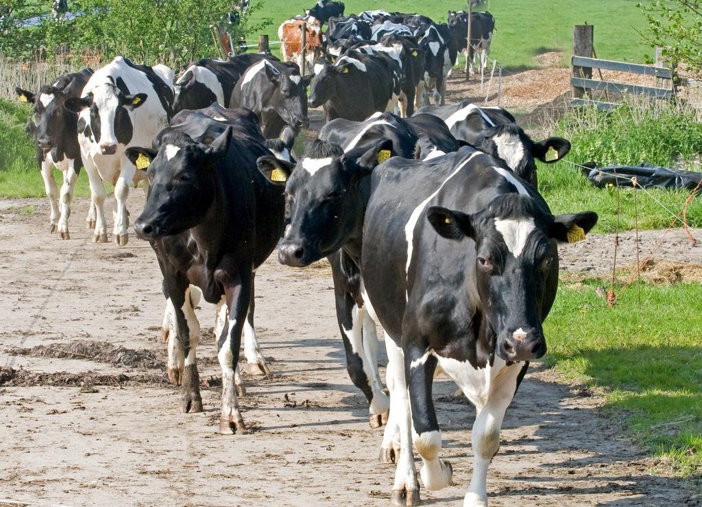 OudewaterRuyge Weyde Logies, Eco Farm公寓 外观 照片